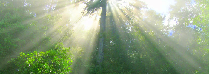 Tree Surgen & Landscaper